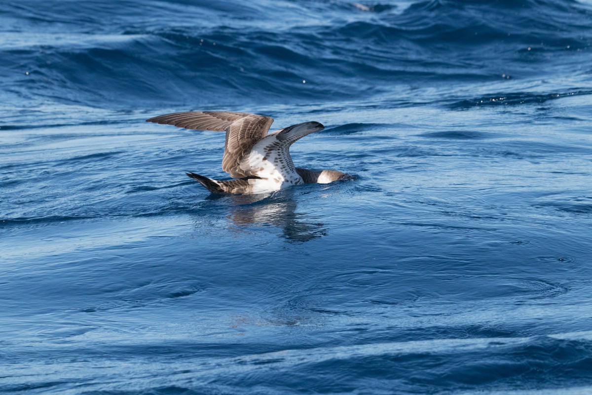 Great Shearwater - Peter  Steward