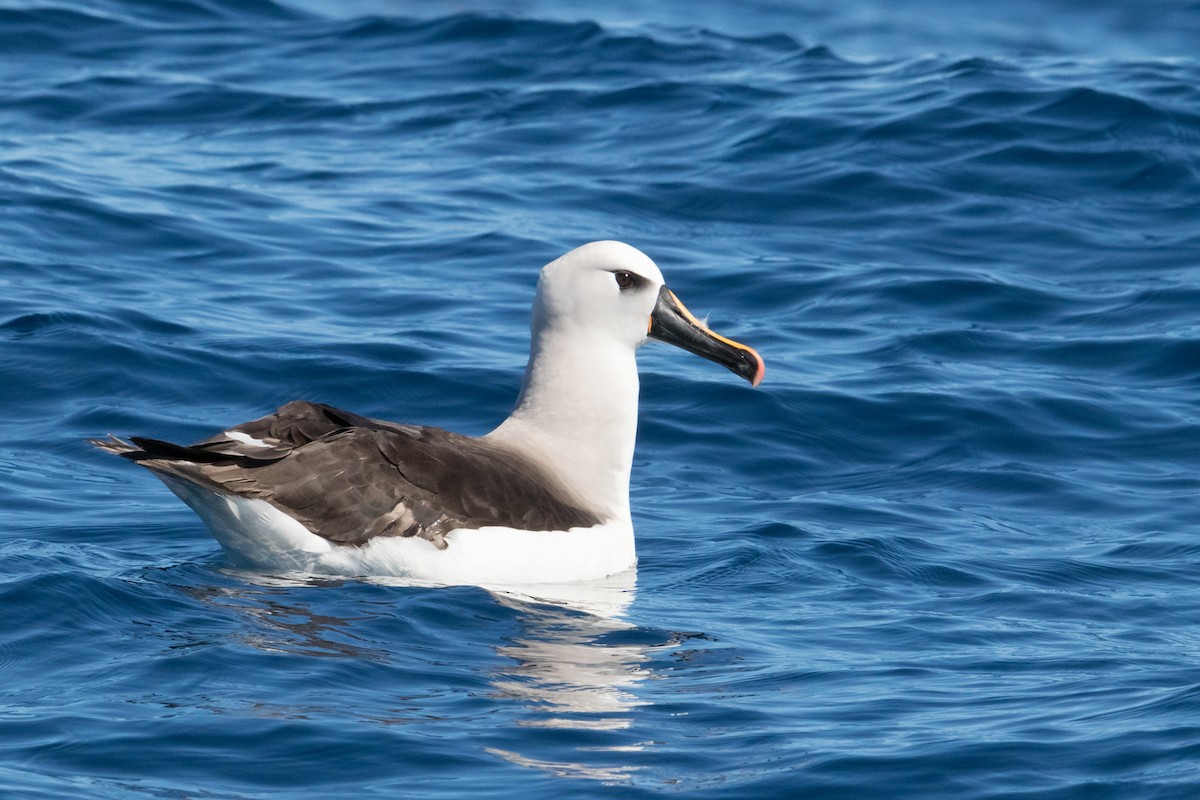 albatros pestrozobý - ML150054201
