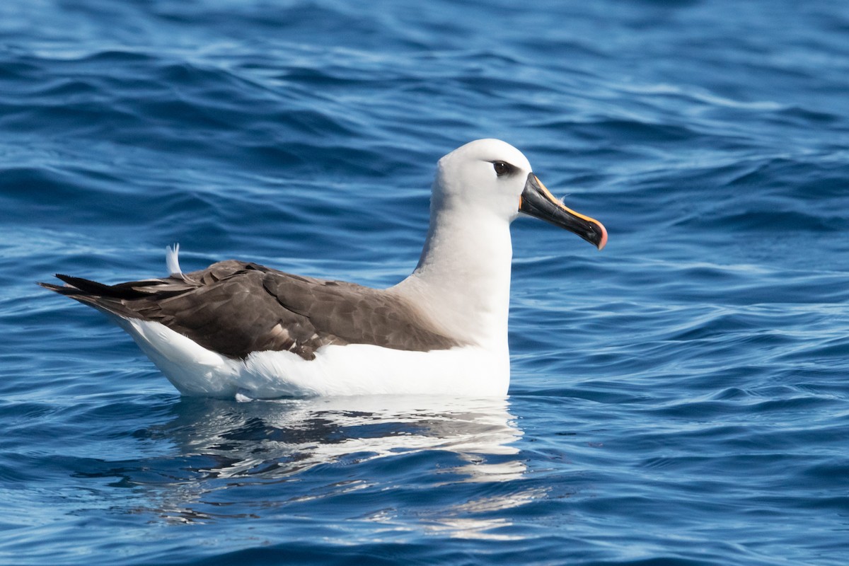 albatros pestrozobý - ML150054211