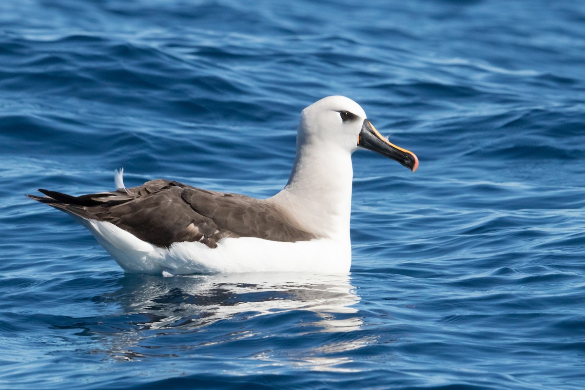 Atlantic Yellow-nosed Albatross - ML150054211