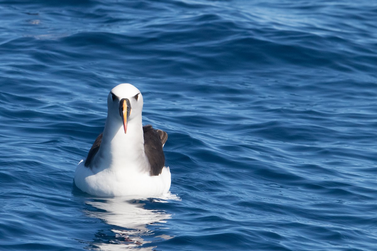 albatros pestrozobý - ML150054221
