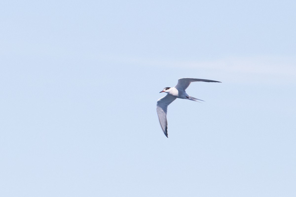 Common Tern - ML150054271