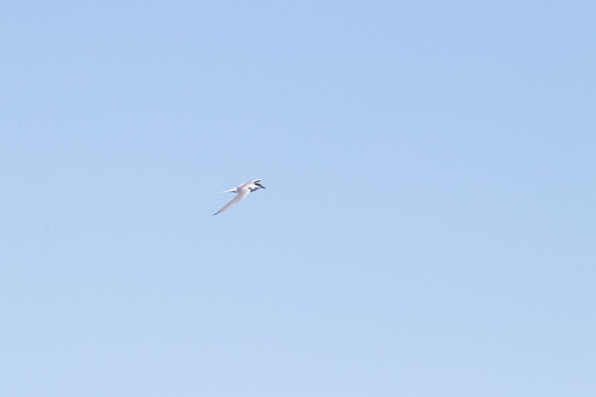 Common Tern - ML150054281