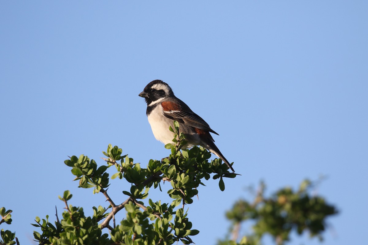 Moineau mélanure - ML150055131