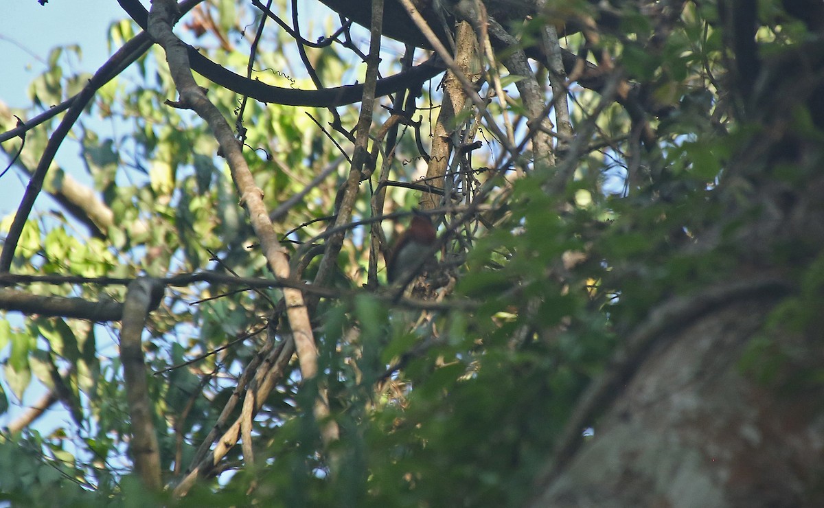 Chestnut Wattle-eye - ML150056281