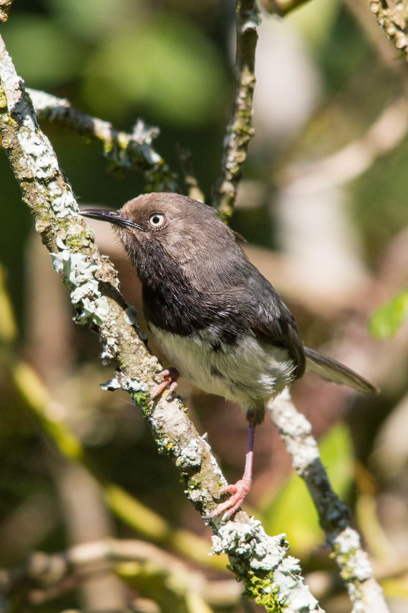 Taita Apalis - Peter  Steward