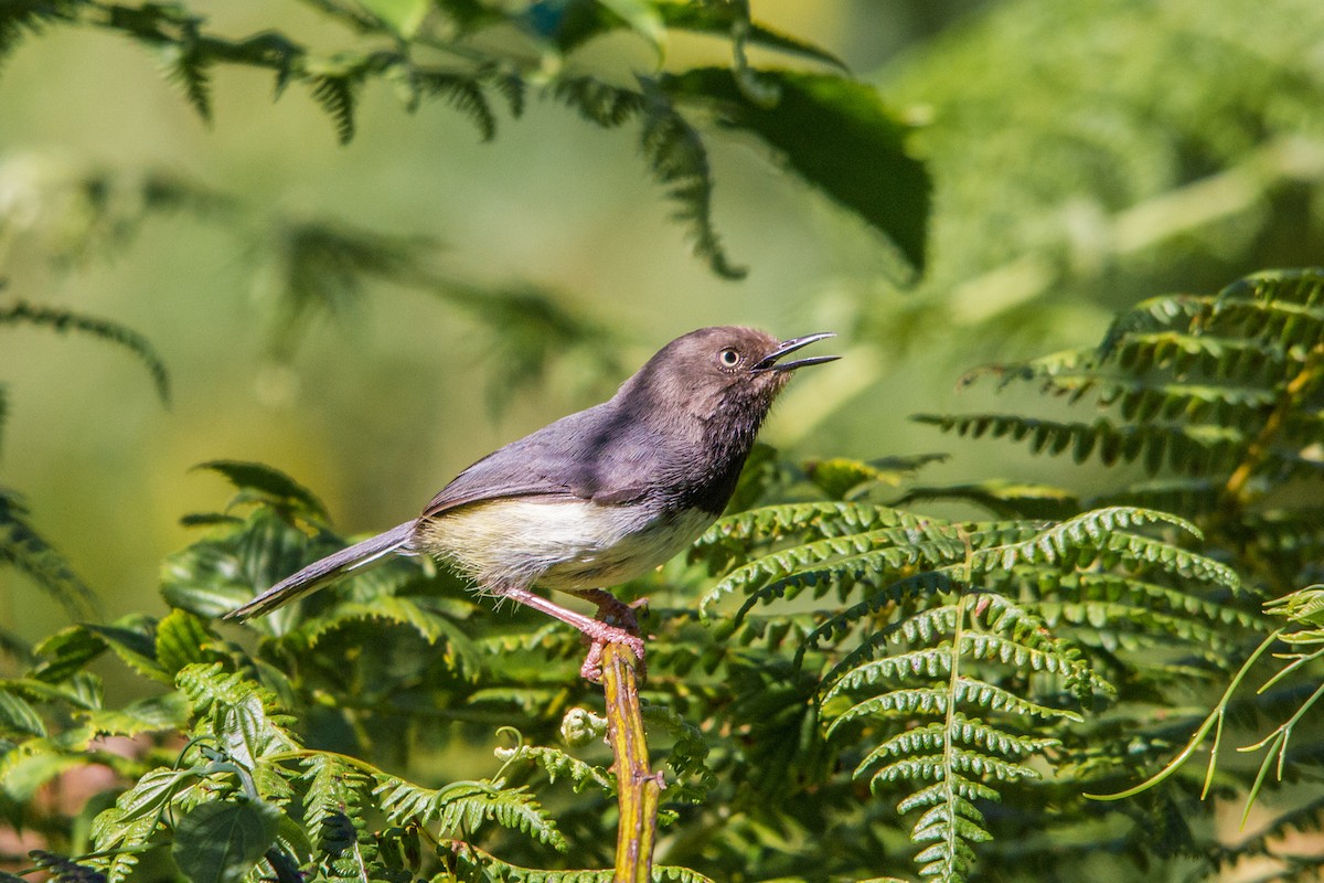 Taita Apalis - Peter  Steward