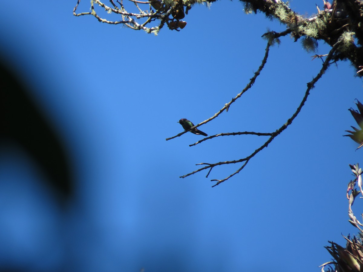 Purple-backed Thornbill - Iván Lau