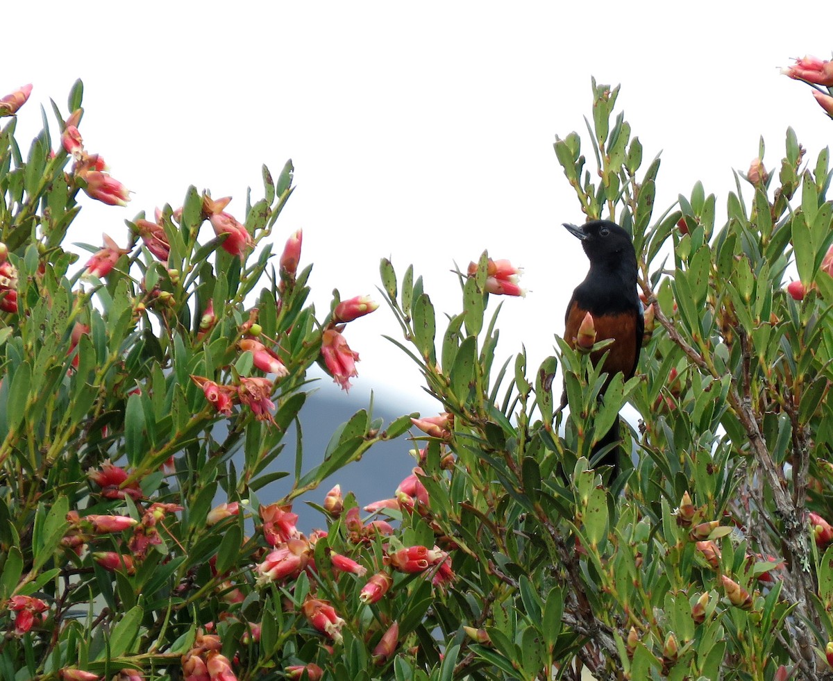 Chestnut-bellied Flowerpiercer - Iván Lau