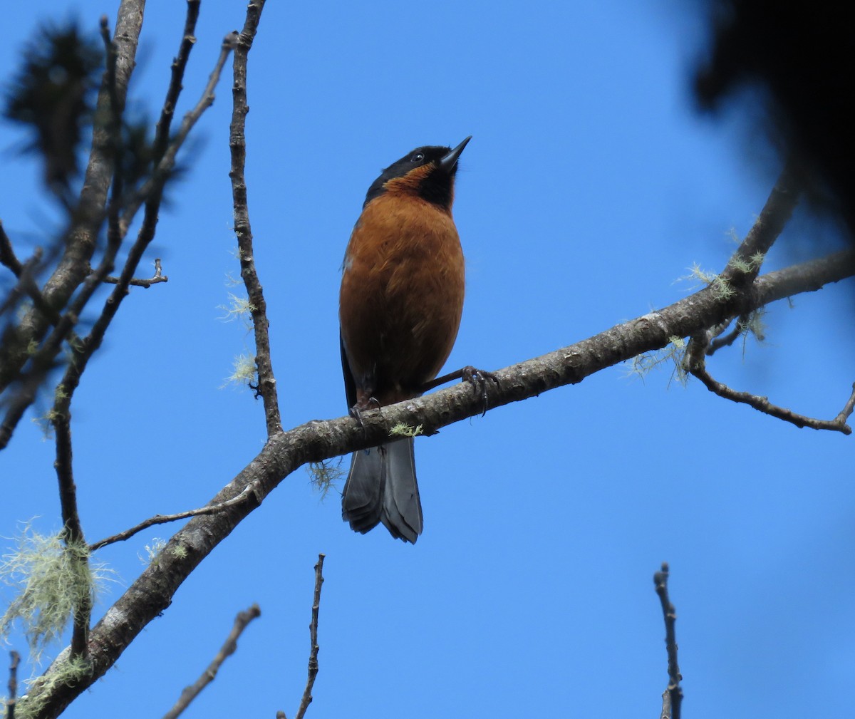 Black-throated Flowerpiercer - Iván Lau