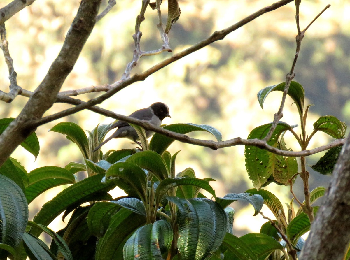 Black-headed Hemispingus - Iván Lau