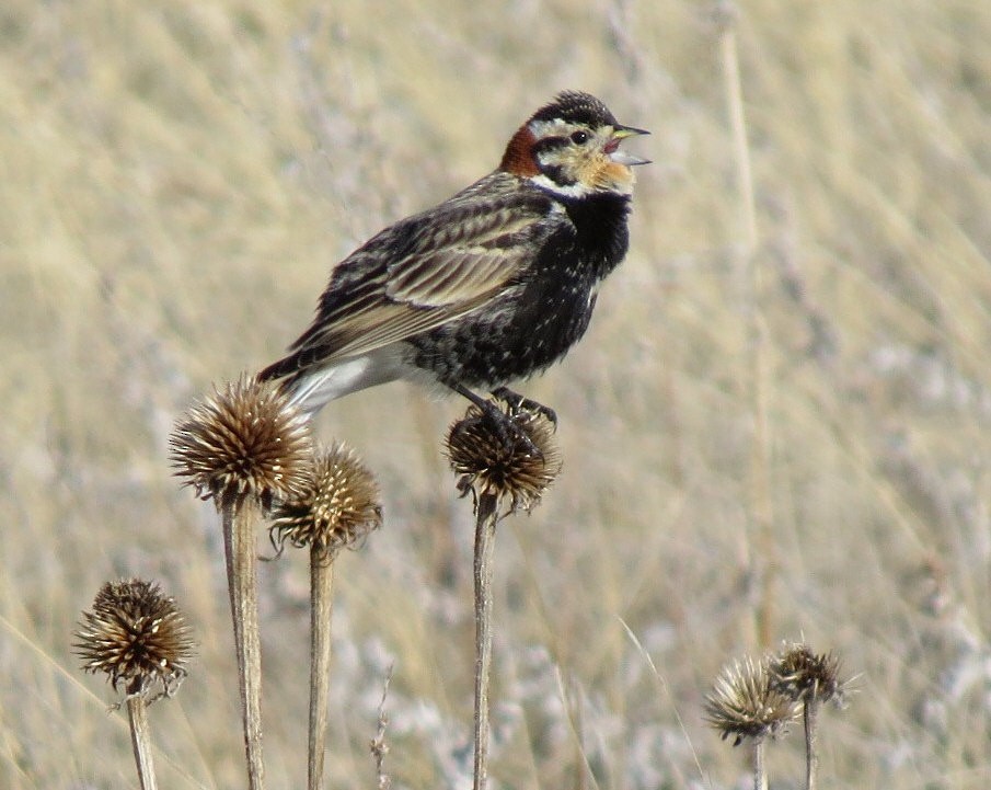 Chestnut-collared Longspur - ML150058281