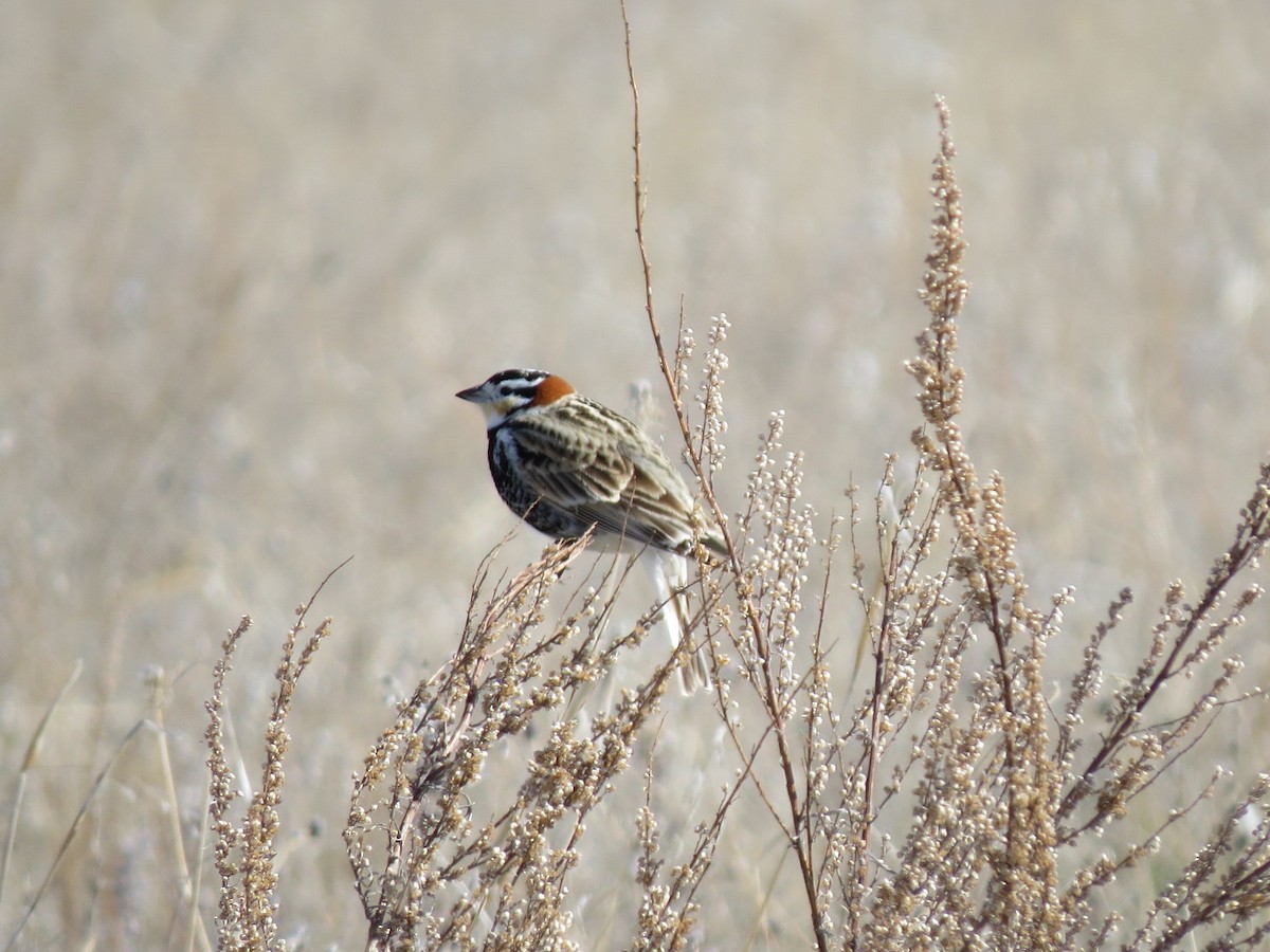 Chestnut-collared Longspur - ML150058351