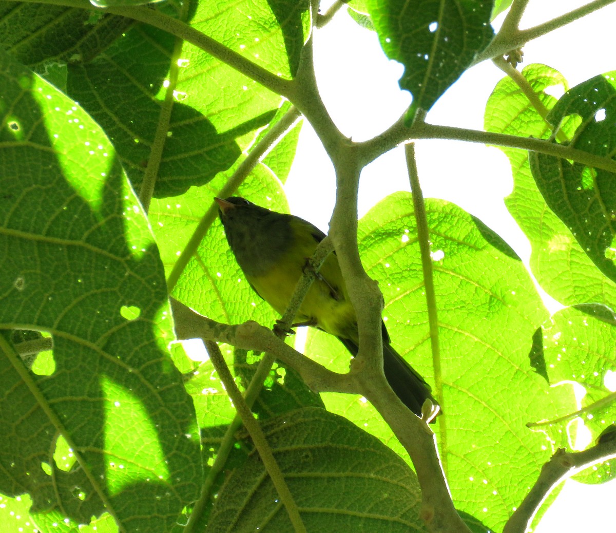 Gray-hooded Bush Tanager - ML150059351