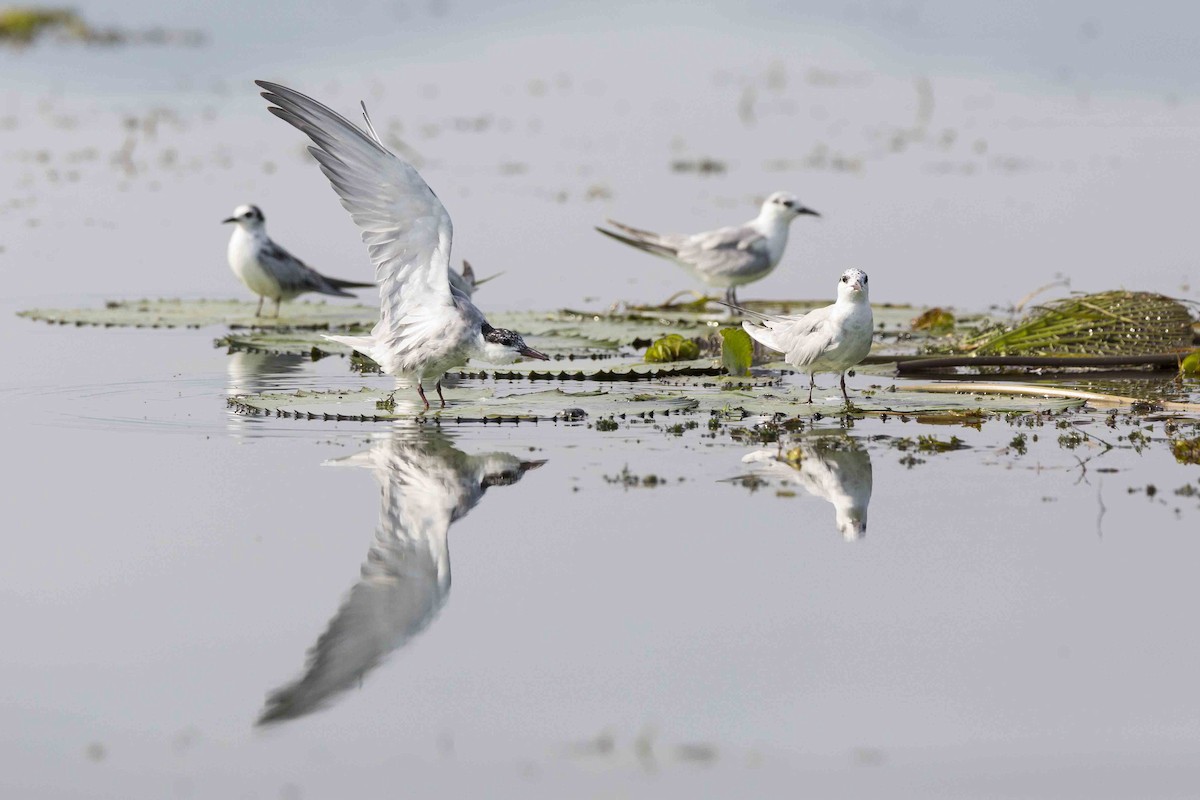 Whiskered Tern - ML150062041