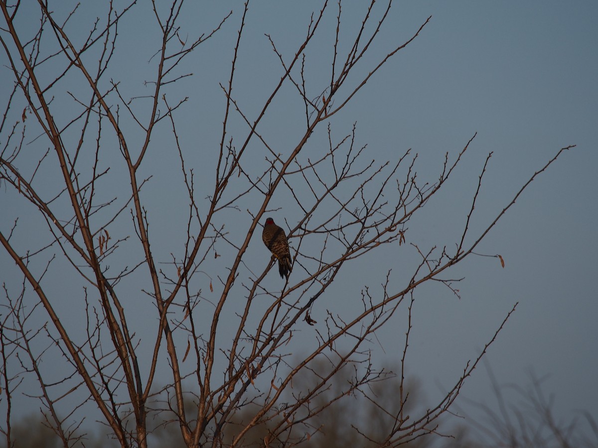 Northern Flicker - ML150063761