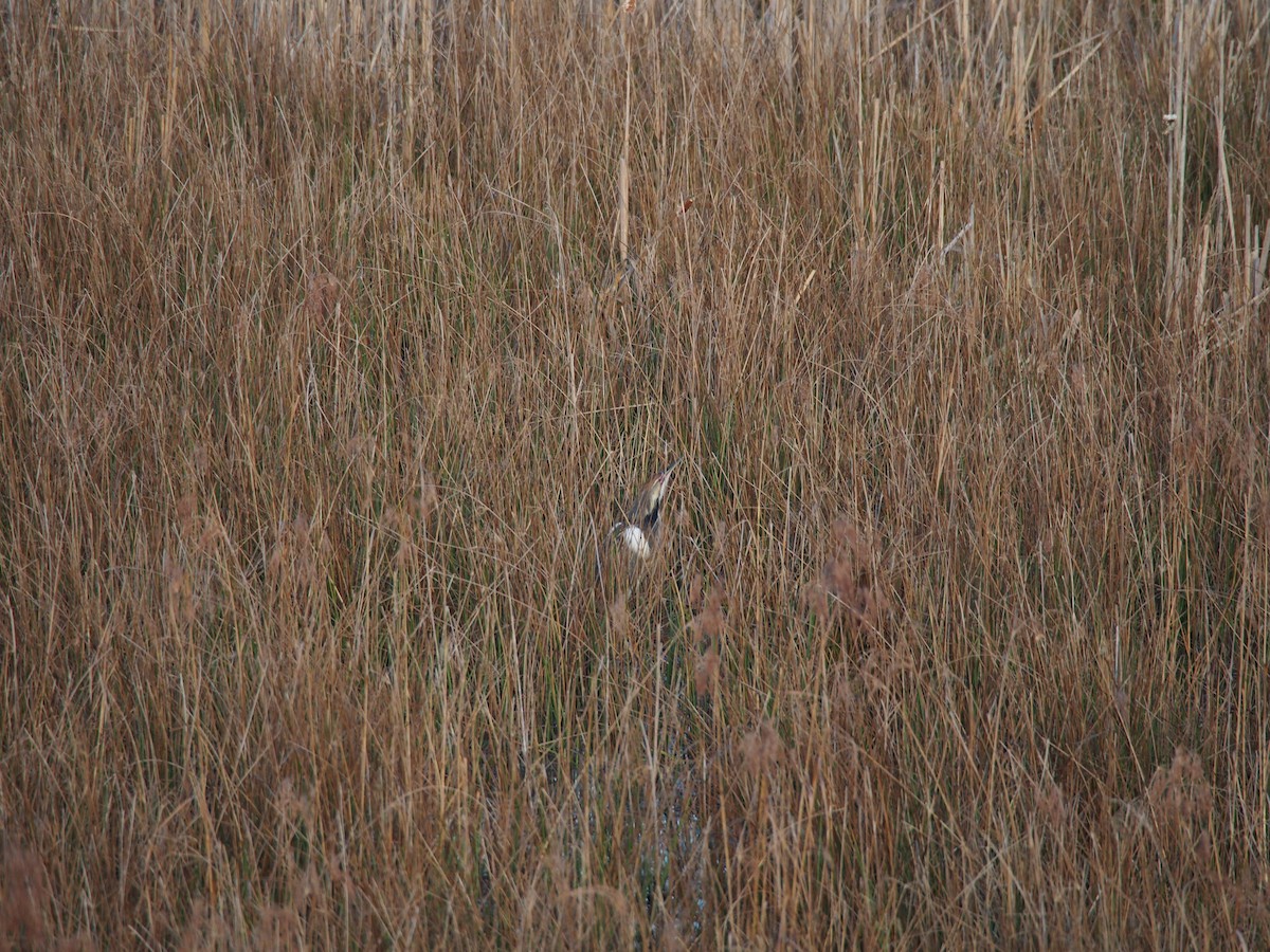 American Bittern - ML150063901