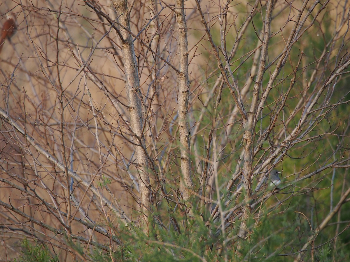 Junco Ojioscuro (hyemalis/carolinensis) - ML150064091