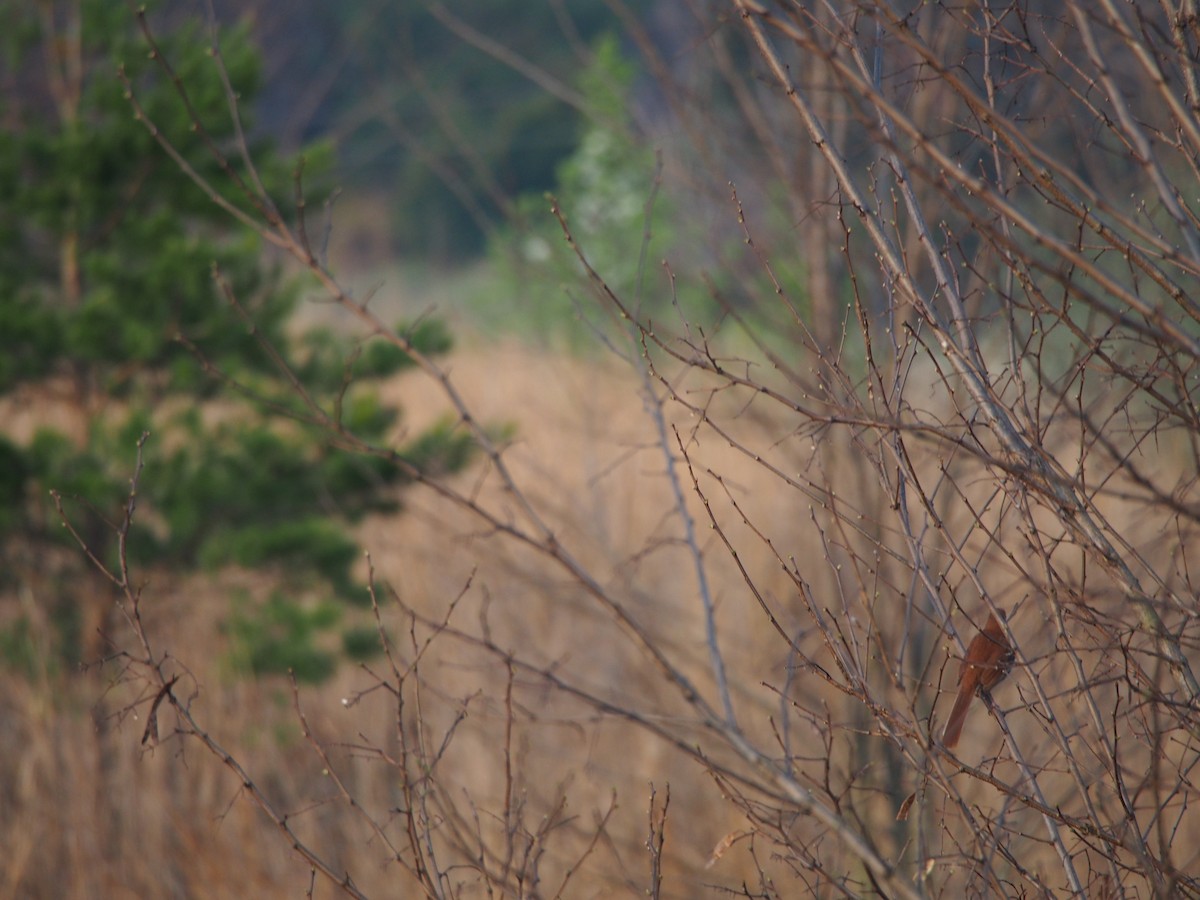 Brown Thrasher - ML150064171