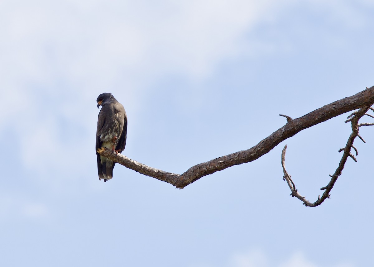 Schneckenbussard - ML150066591