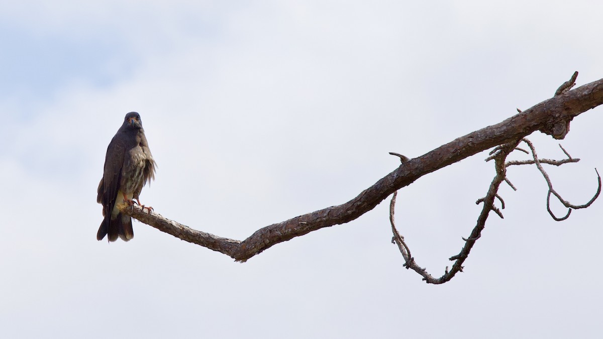 Snail Kite - ML150066681