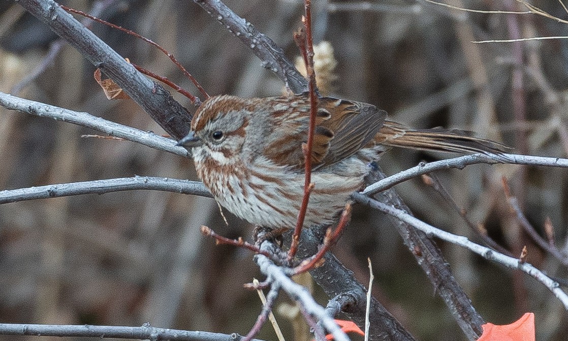 Song Sparrow - Chris Wood