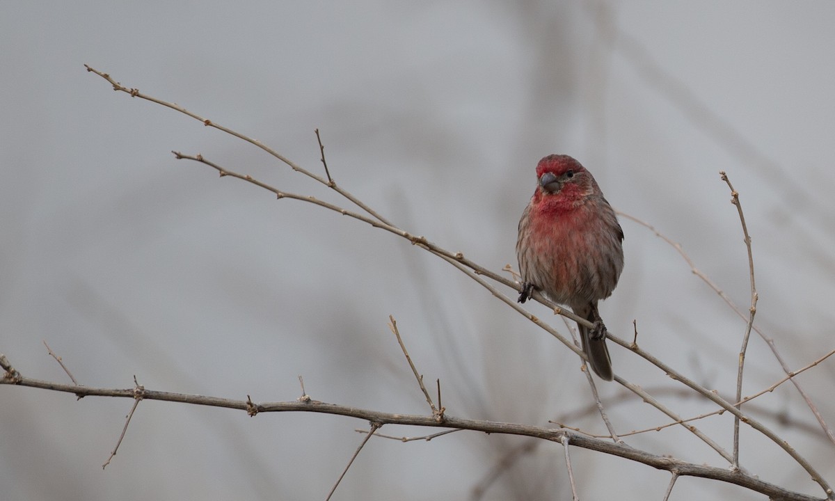 House Finch - ML150068651