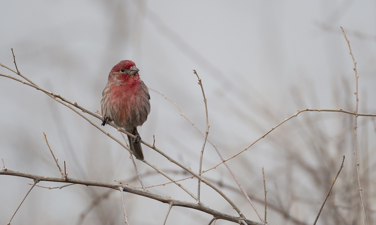 House Finch - ML150068831