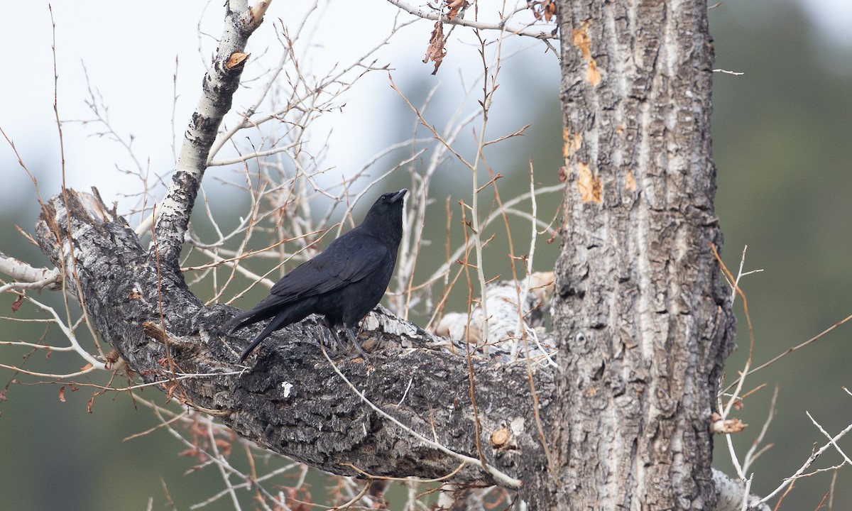 American Crow - Chris Wood