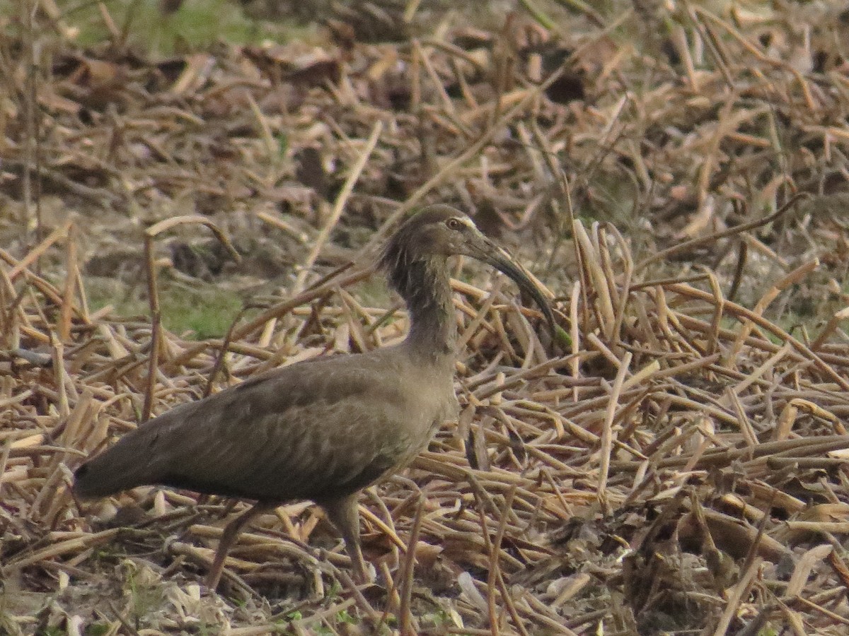 ibis běločelý - ML150071291