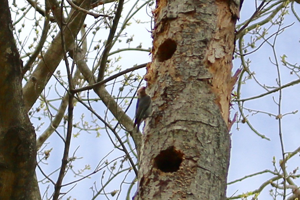 Brown-headed Nuthatch - ML150073021