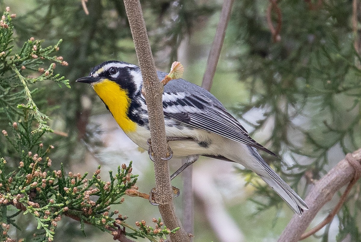 Yellow-throated Warbler - ML150074221