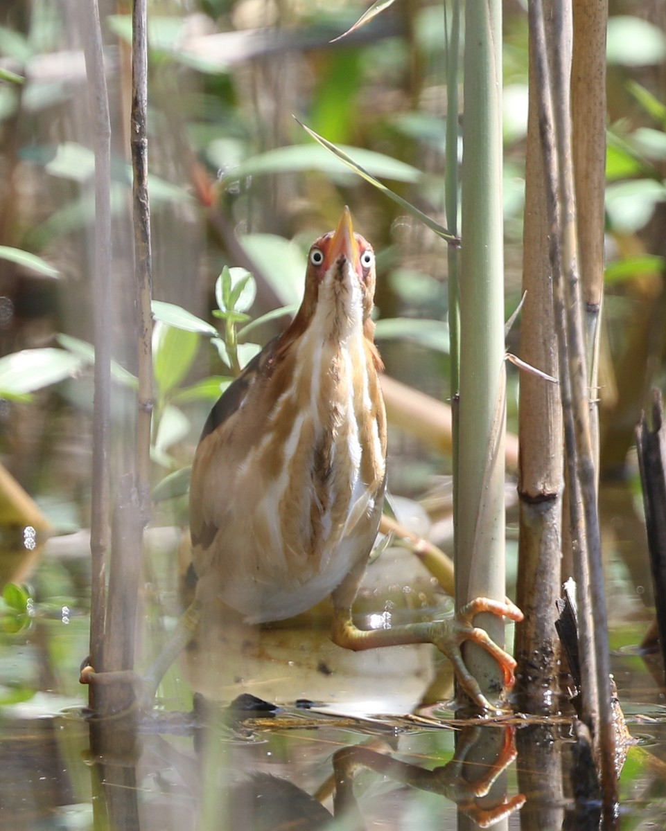 Least Bittern - ML150074881