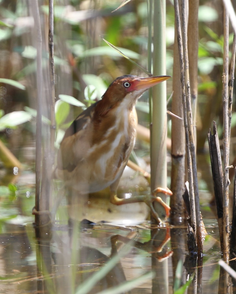 Least Bittern - ML150074891