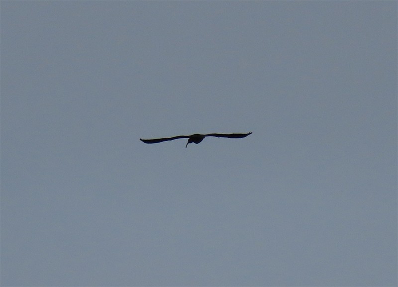ibis hnědý - ML150077091