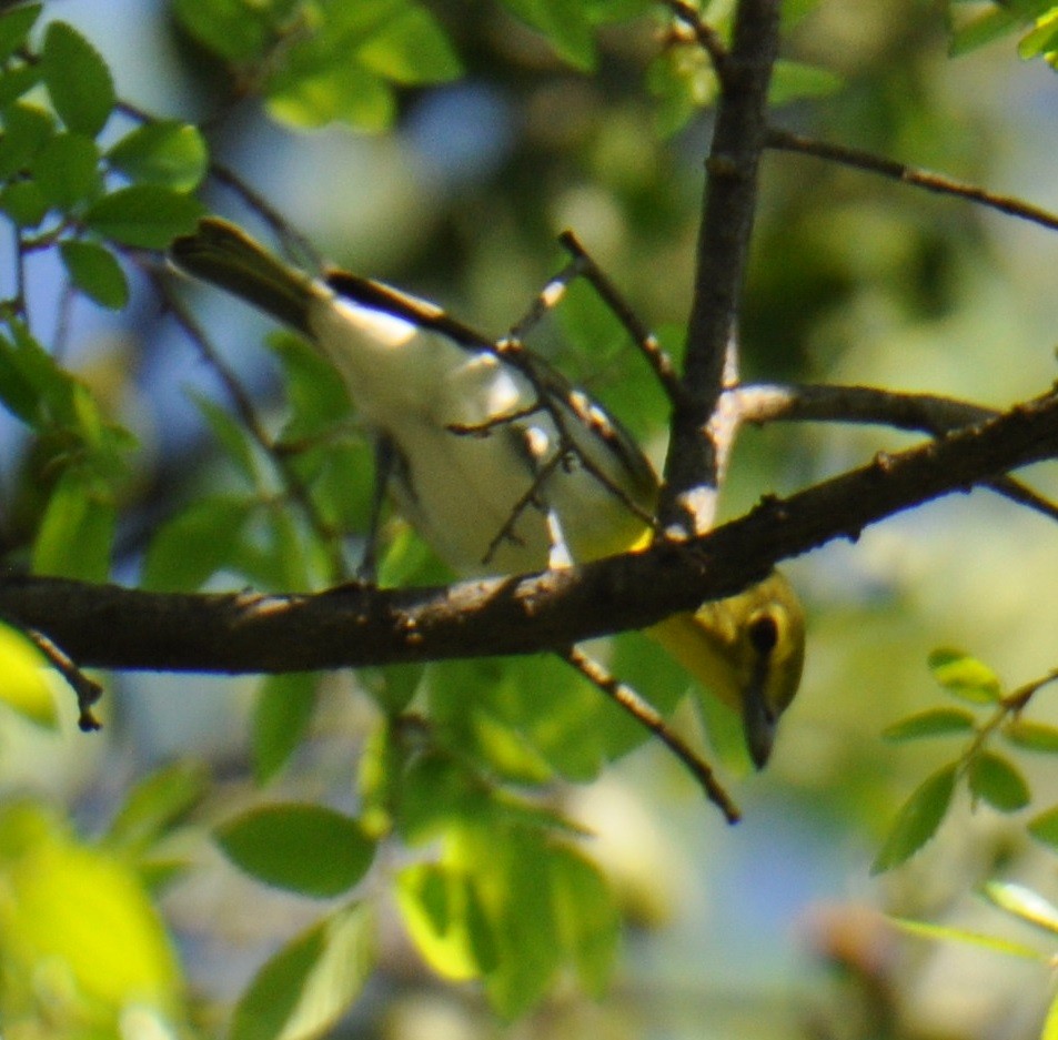 Sarı Gerdanlı Vireo - ML150077121