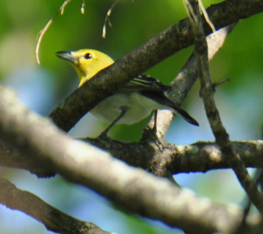 Yellow-throated Vireo - ML150077131