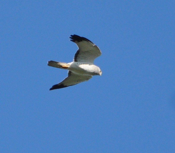 Northern Harrier - ML150077401