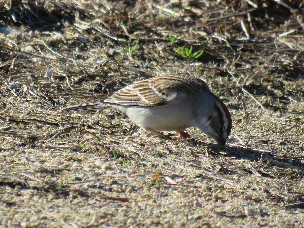 Chipping Sparrow - ML150078001