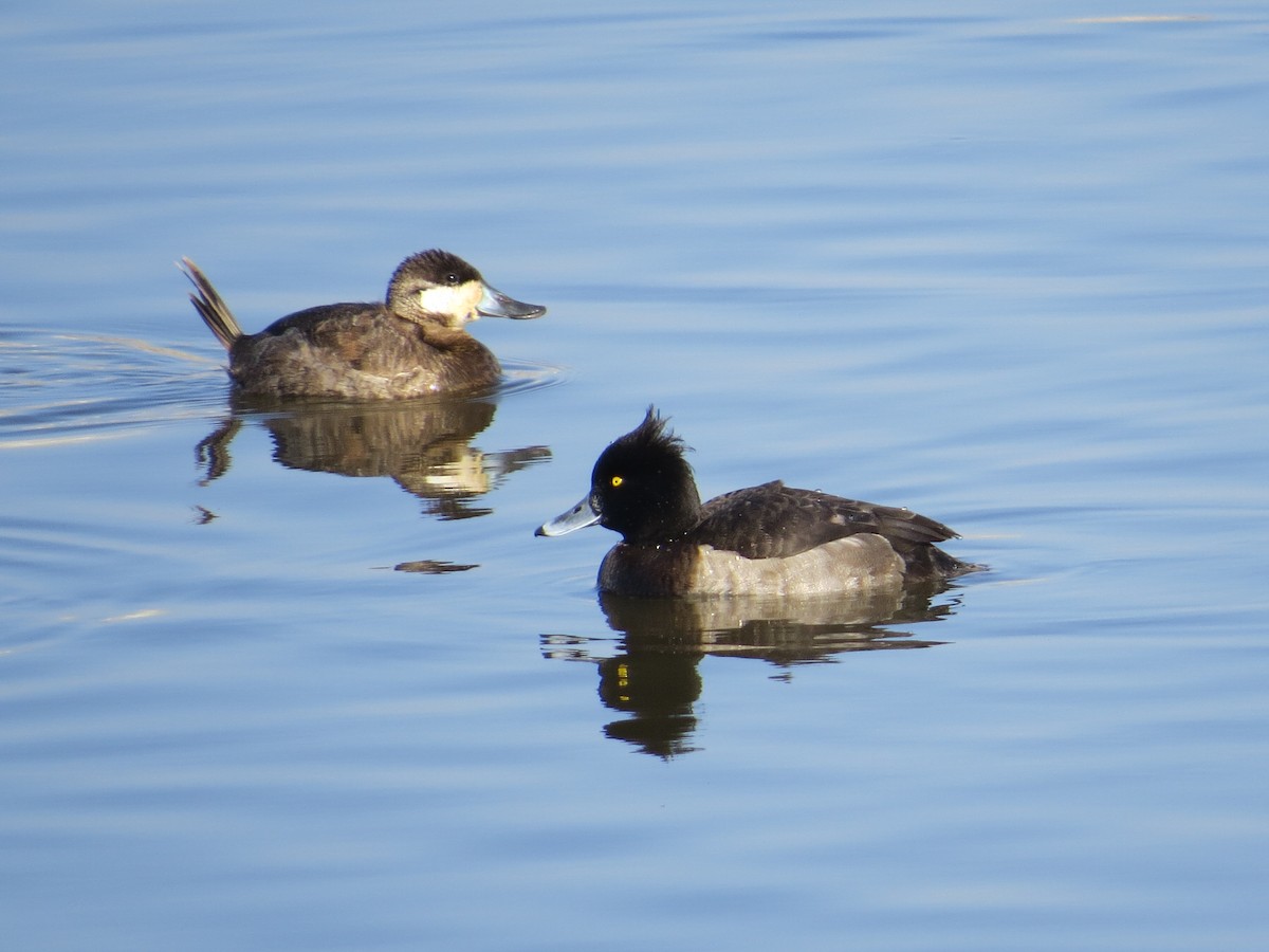 Tufted Duck - ML150078501