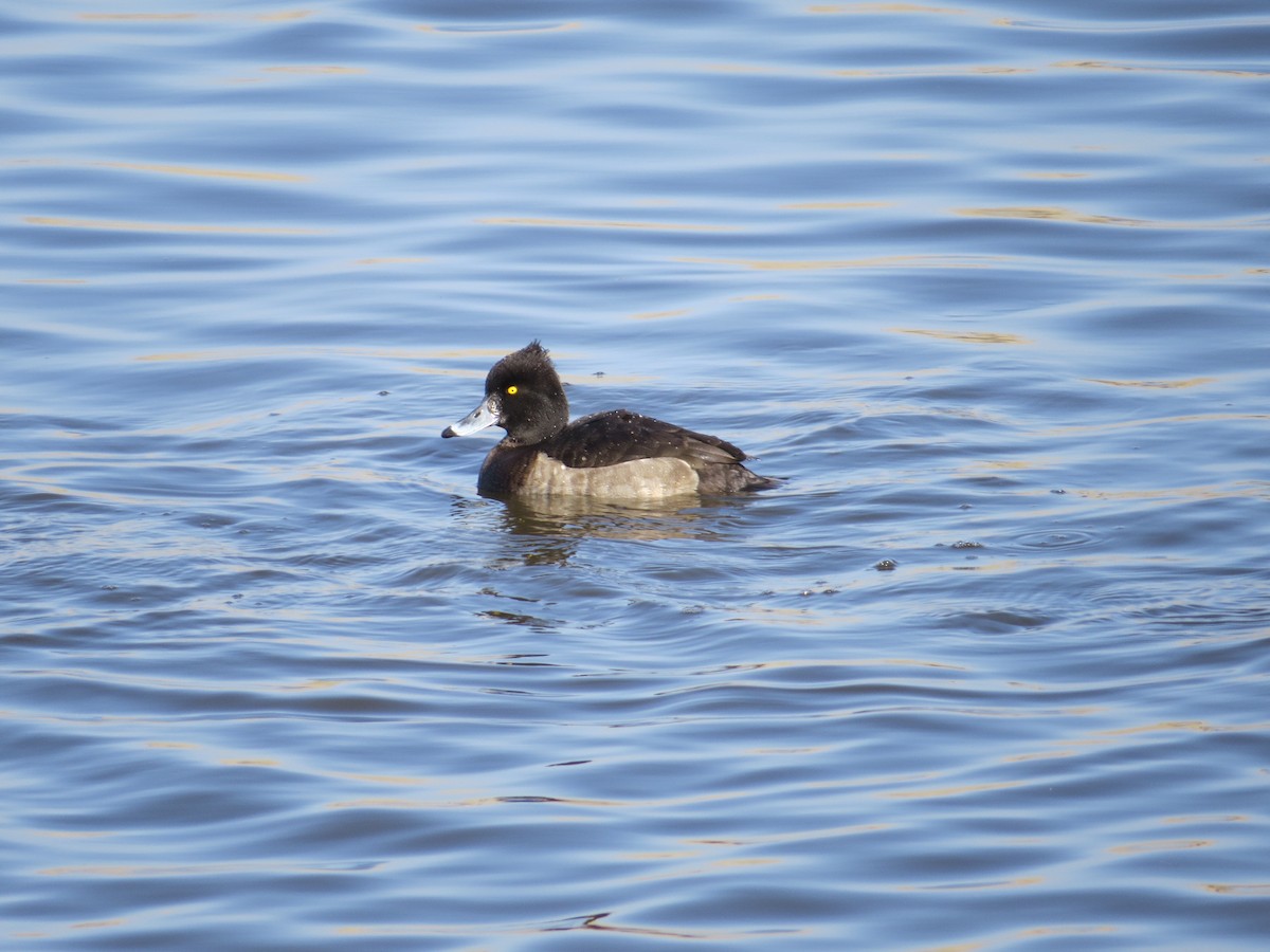 Tufted Duck - ML150078531