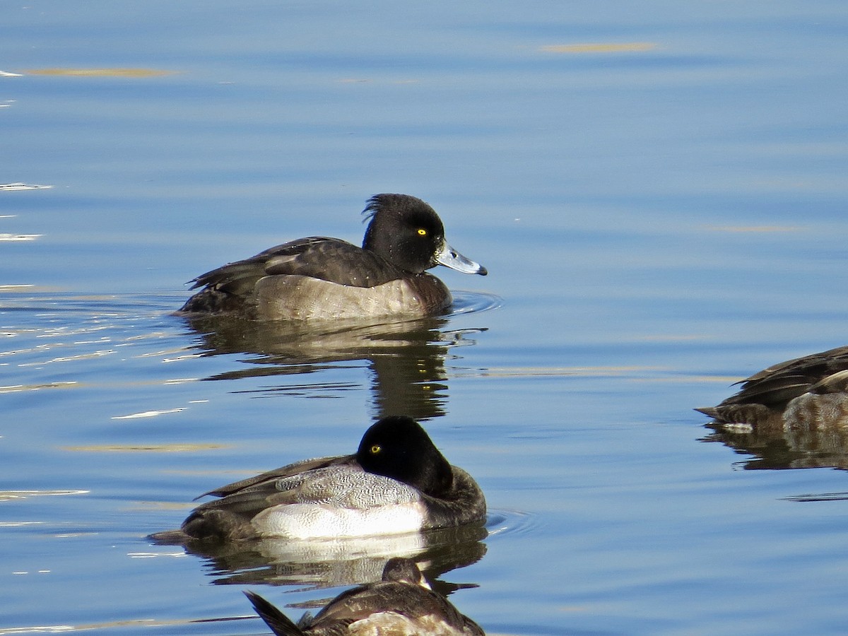 Tufted Duck - ML150078541