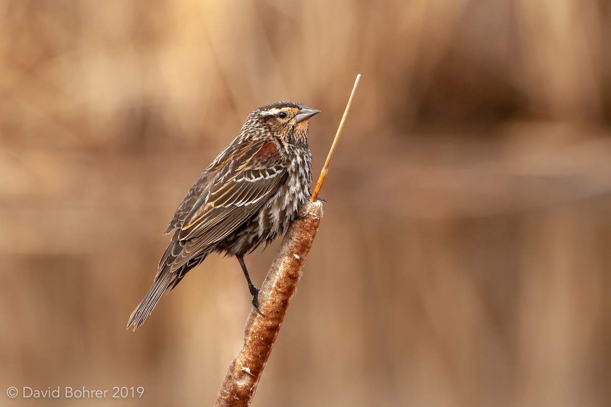 Red-winged Blackbird - David Bohrer