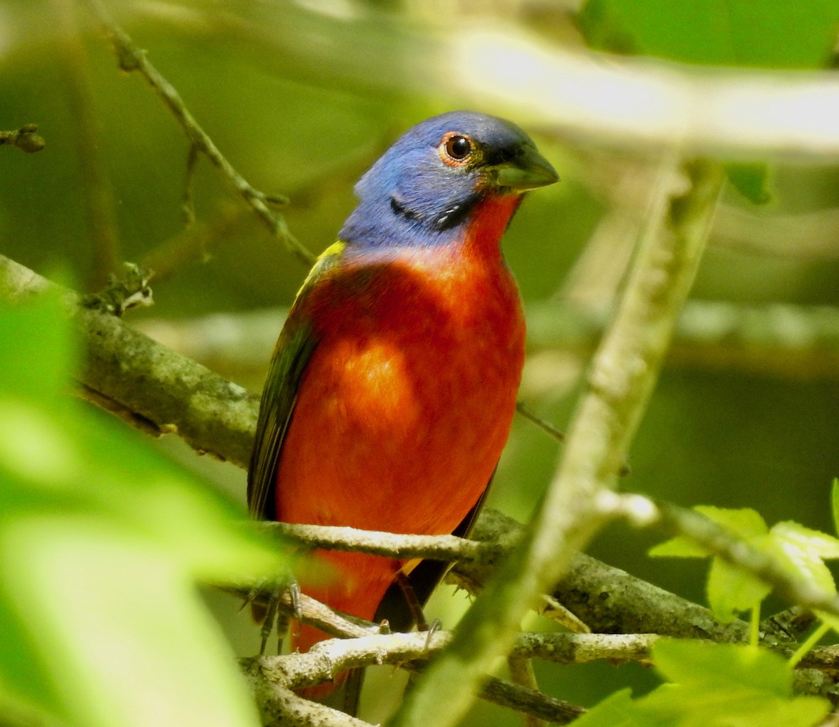 Painted Bunting - ML150079341