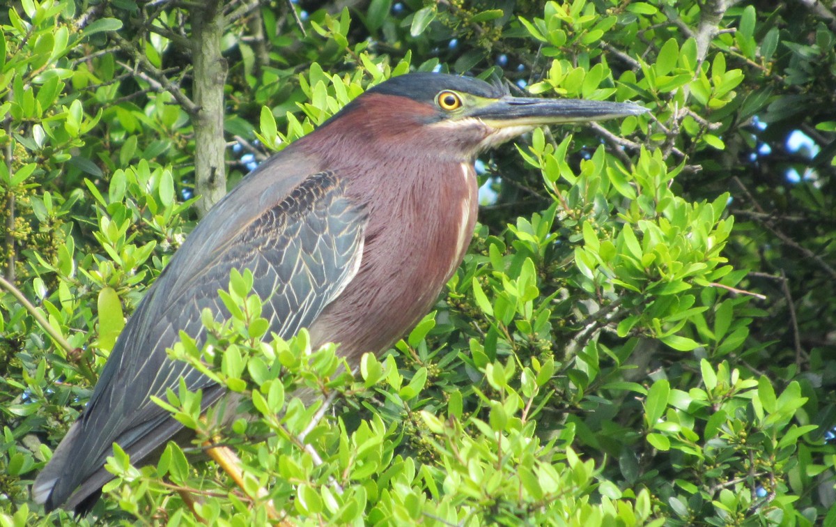 Green Heron - ML150079381