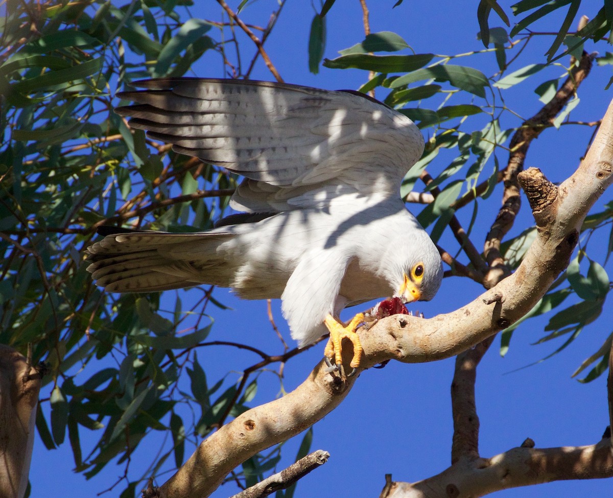 Gray Falcon - Scott Baker