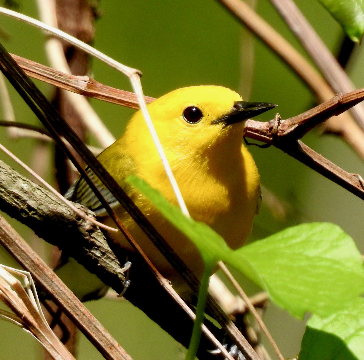 Prothonotary Warbler - ML150079971