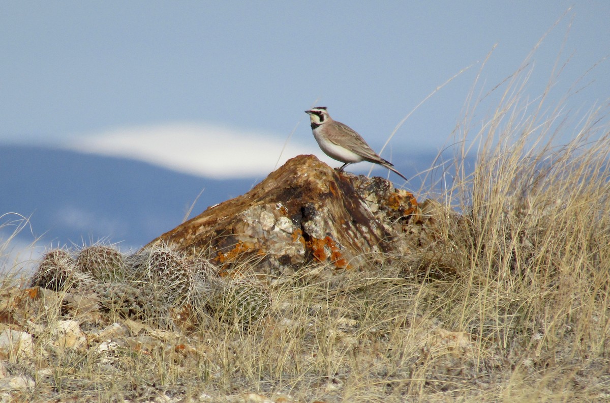 Horned Lark - ML150080261