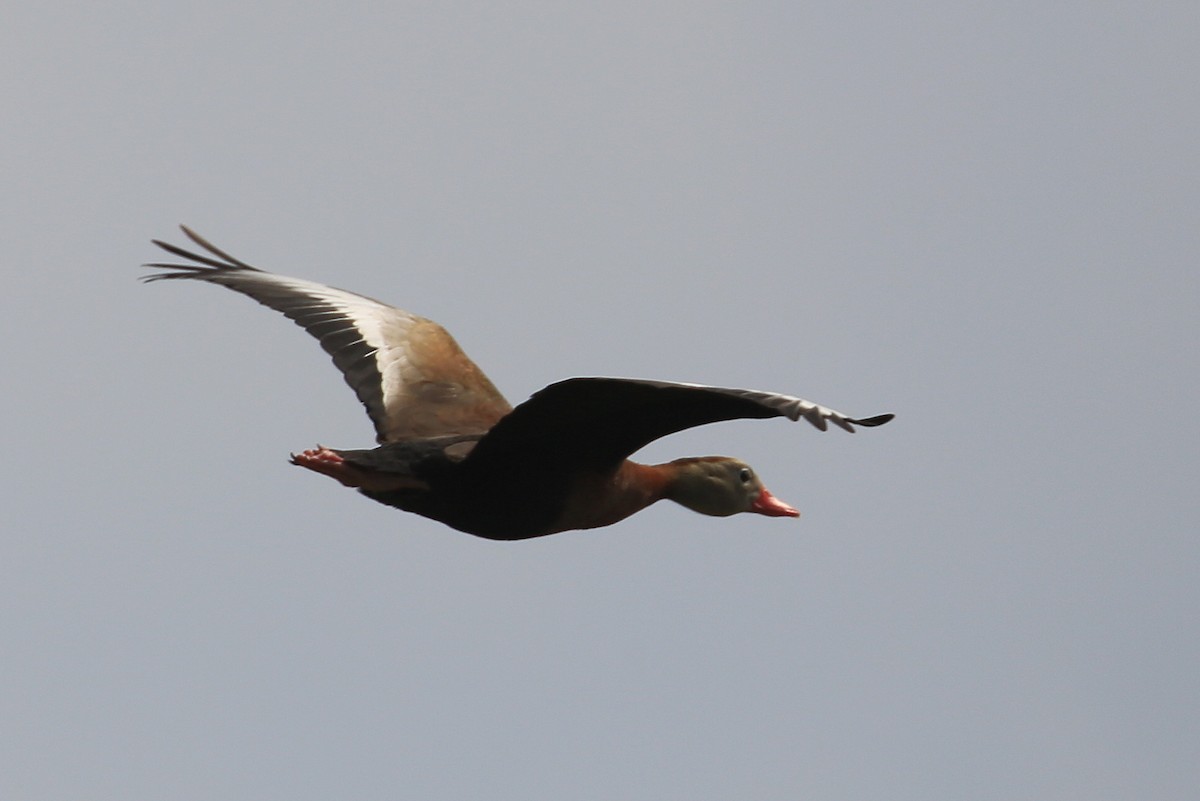 Black-bellied Whistling-Duck (fulgens) - ML150080301