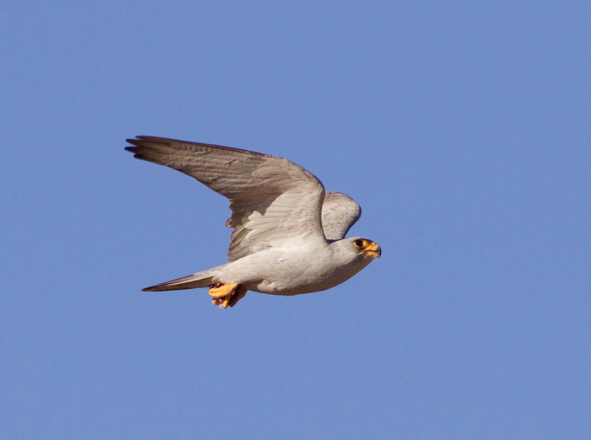 Gray Falcon - ML150080751